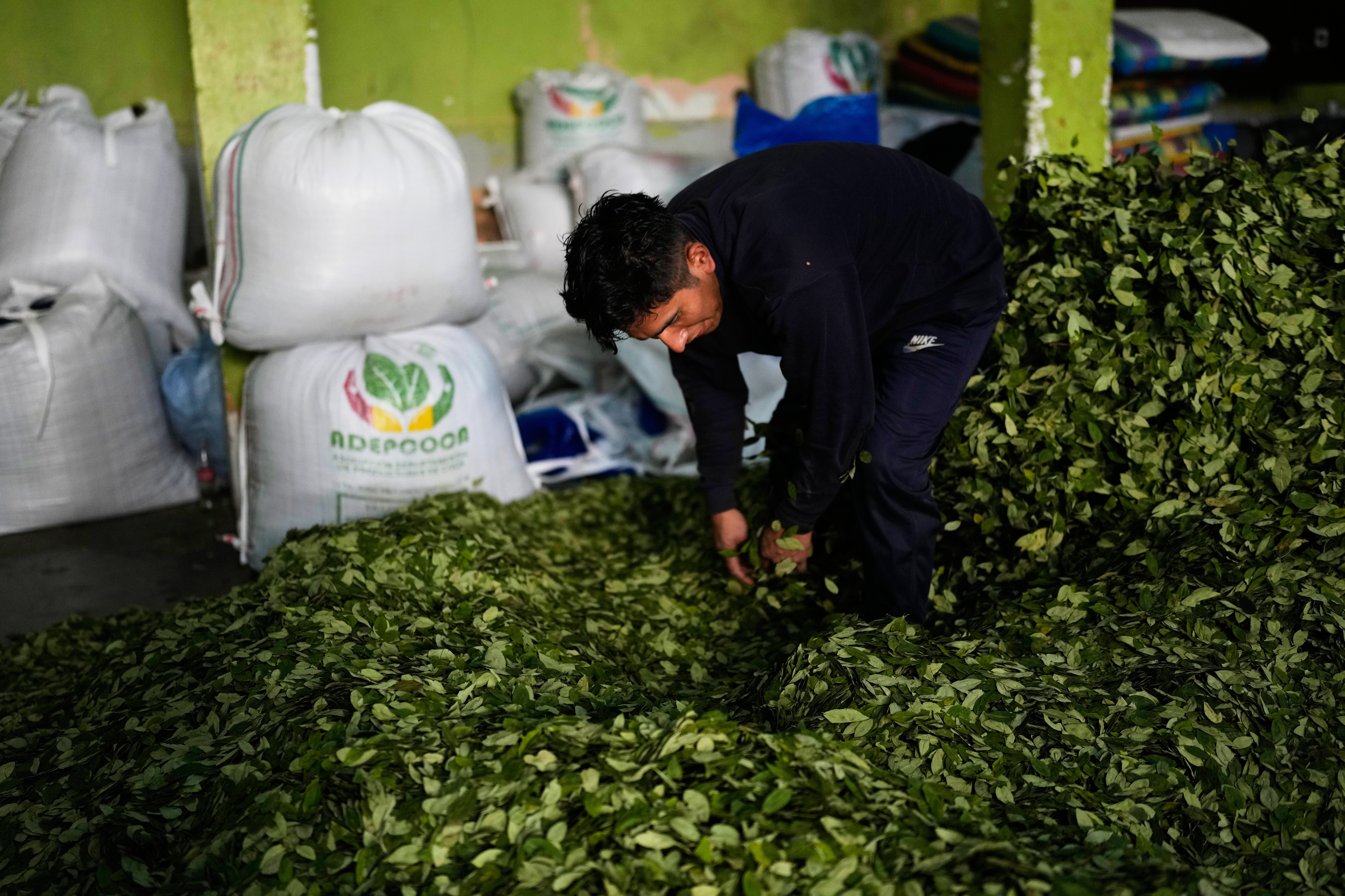 BOLIVIA-COCA
