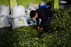 Aumenta un 7% los cultivos de coca en Bolivia en 2025, según la UNODC