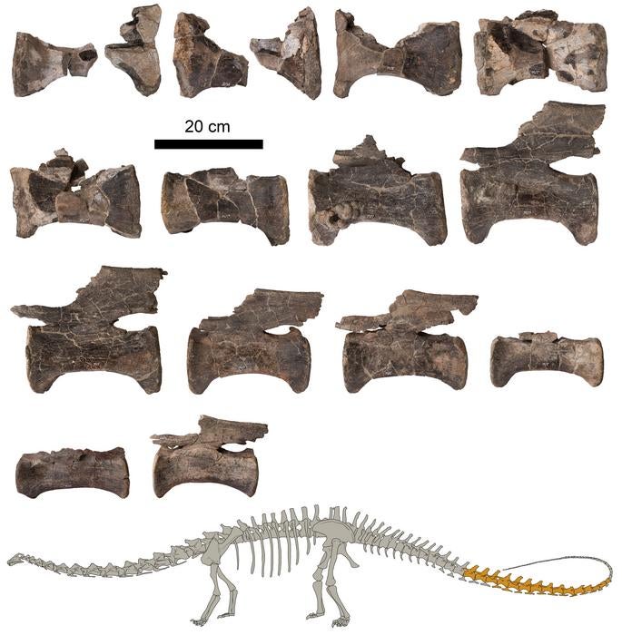 Vértebras caudales del ‘Diplodocus’ de El Castellar, junto con una ilustración en la que se indican en color oscuro los fósiles estudiados