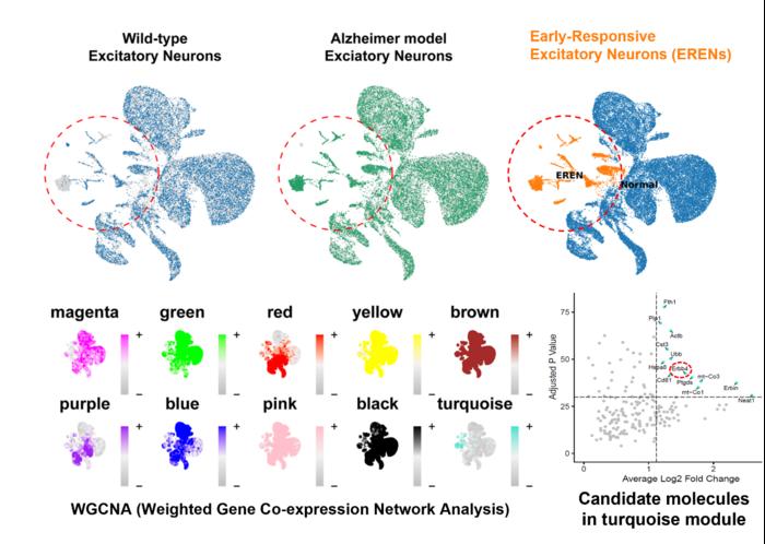 Una población diferenciada de neuronas excitatorias de respuesta temprana, cuya presencia aumentó de forma selectiva en el modelo de la enfermedad de Alzheimer