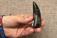 El Tyrannosaurus rex tenía una temperatura corporal similar a la de los humanos, dice estudio