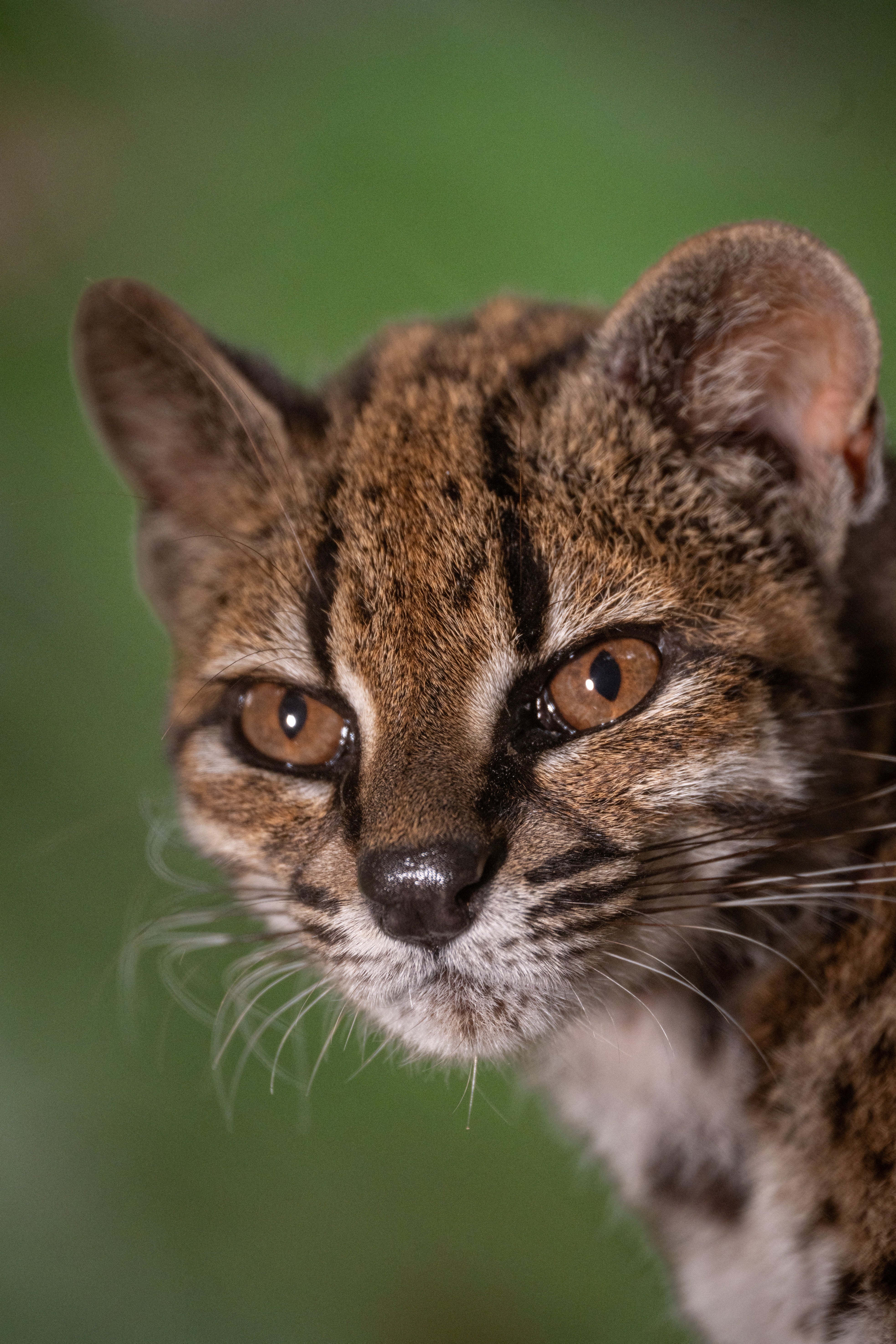 Leopardus tilcayo es el único ejemplar conocido de la especie recién identificada