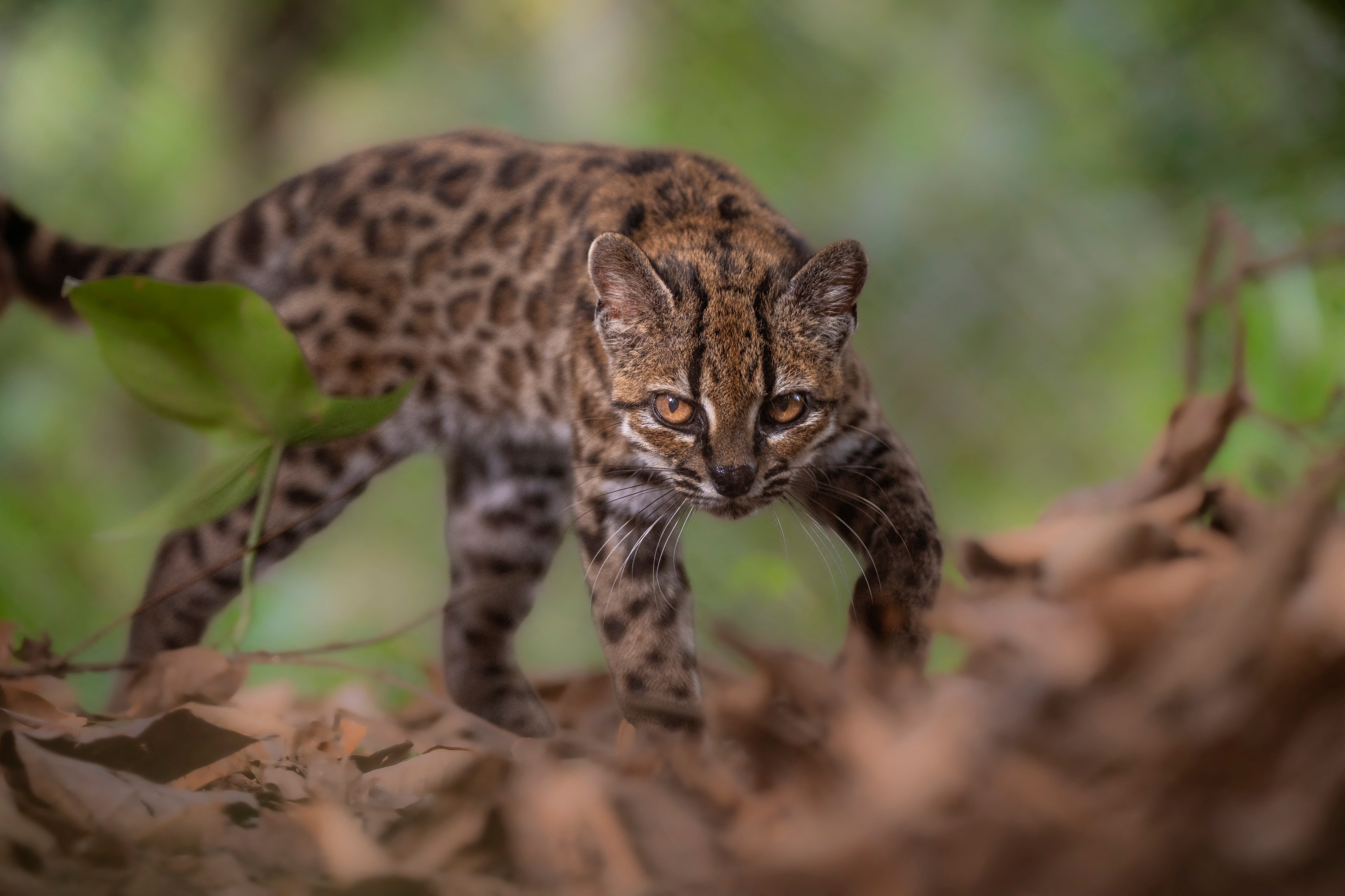 El gato Leopardus tilcayo, una especie recién identificada