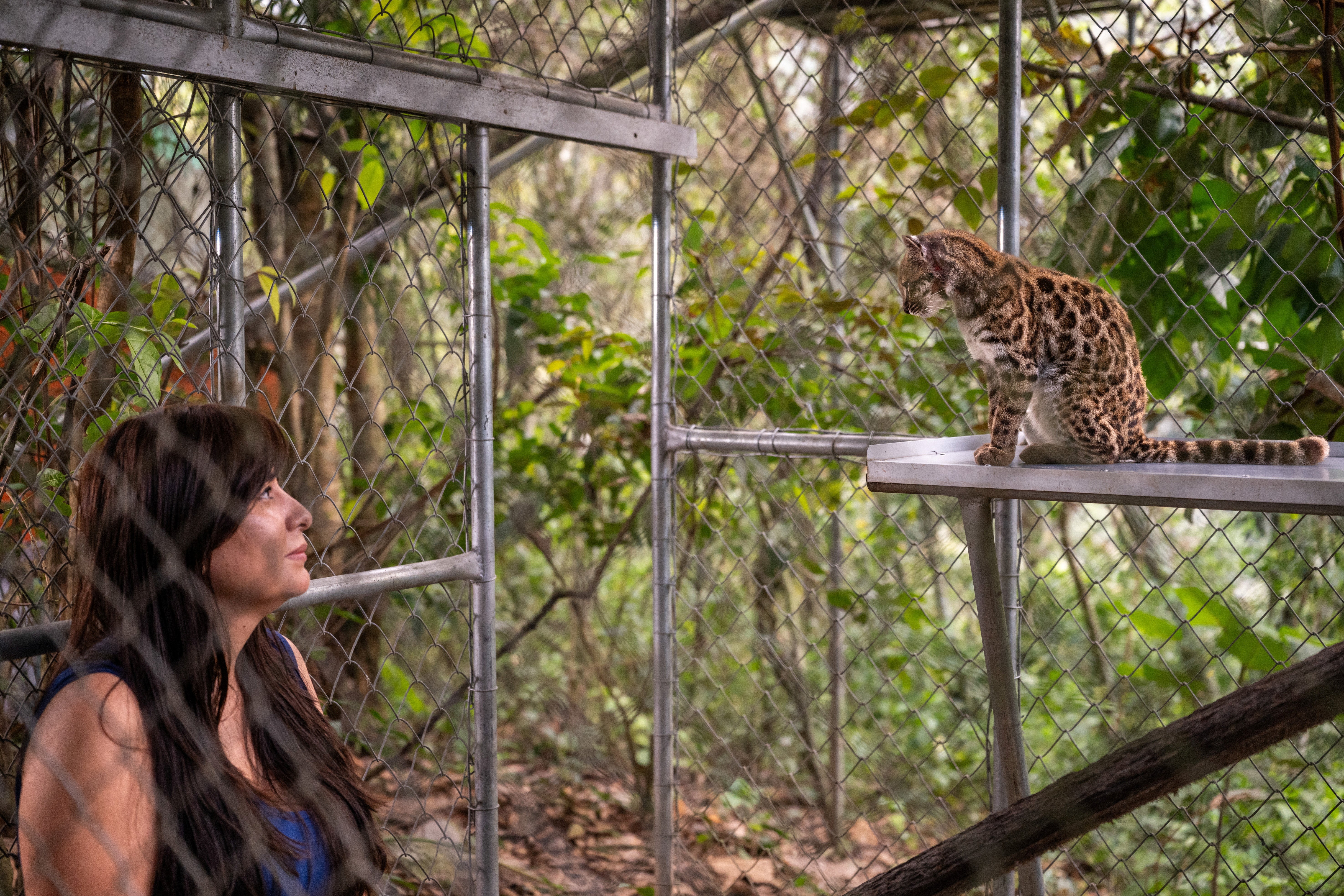 La exploradora de National Geographic Paola Nogales Ascarrunz dirigió el estudio que identificó al Leopardus tilcayo como una nueva especie