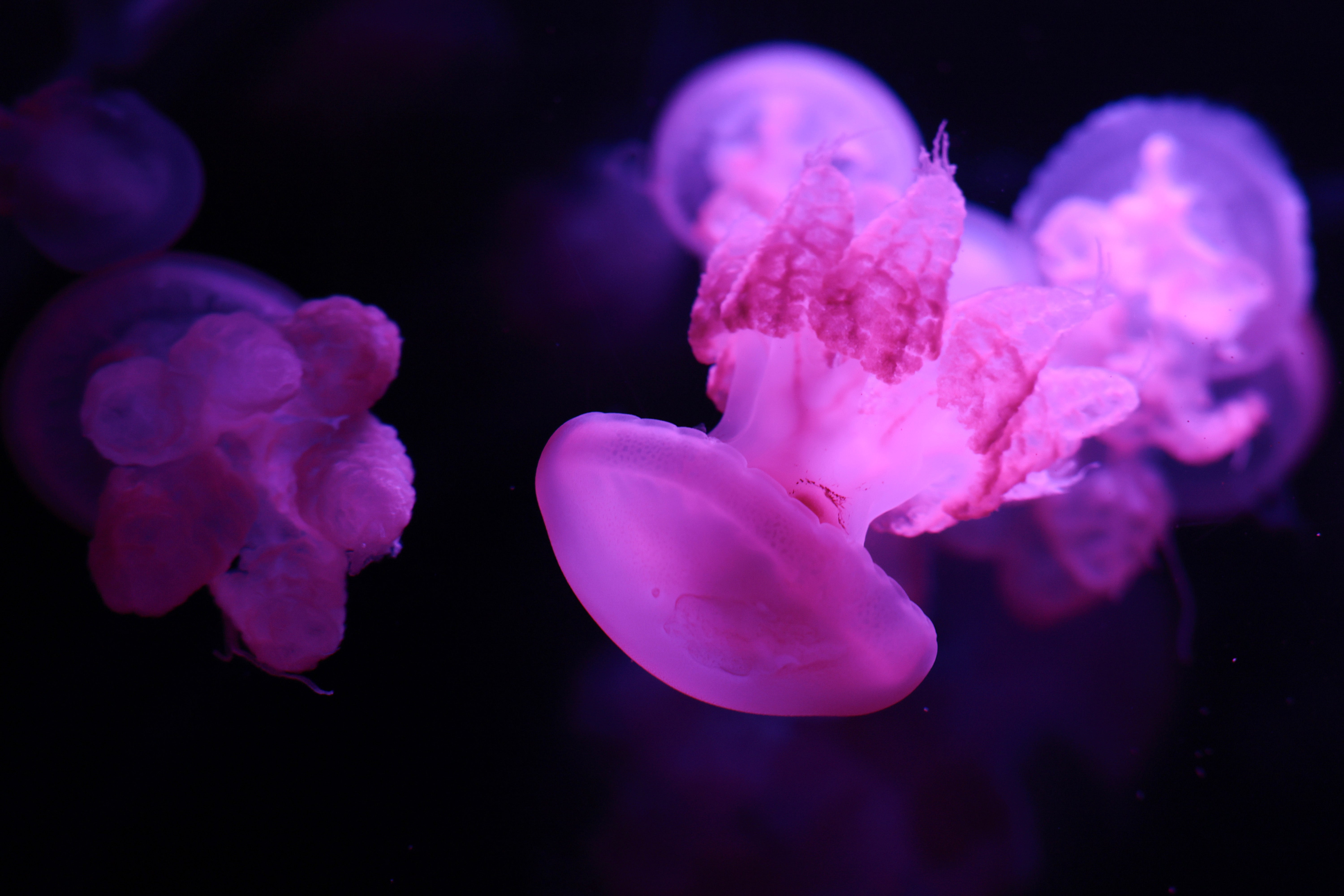 Se cree que la estructura del cerebro humano se asemejaba en su día a las redes nerviosas que se observan en las medusas