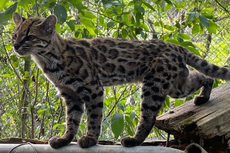 Se descubre una nueva especie de gato por primera vez en más de un siglo