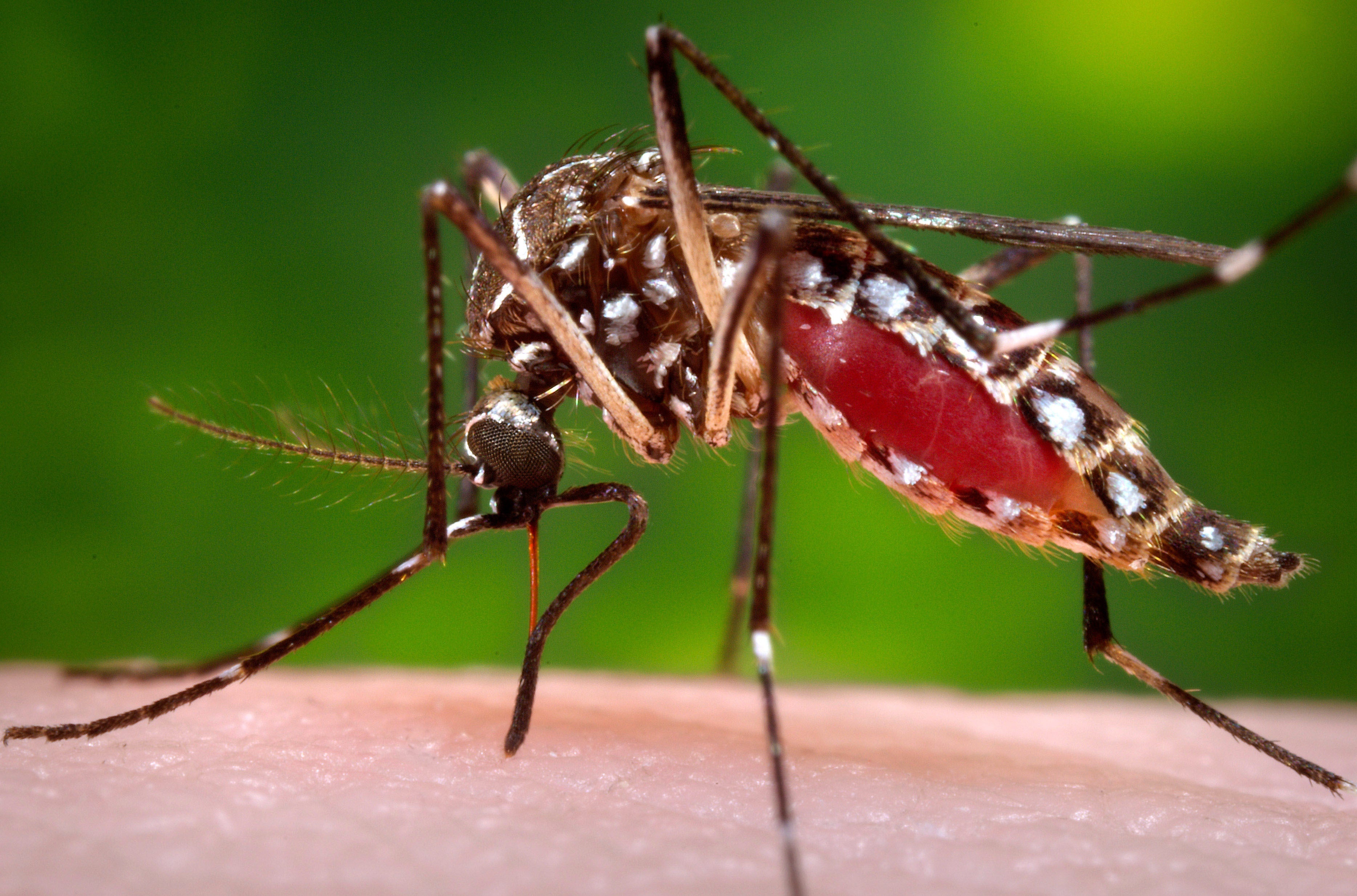 EEUU-DENGUE