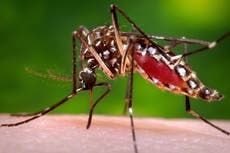 Florida confirma una muerte por dengue mientras lucha contra uno de sus peores brotes recientes