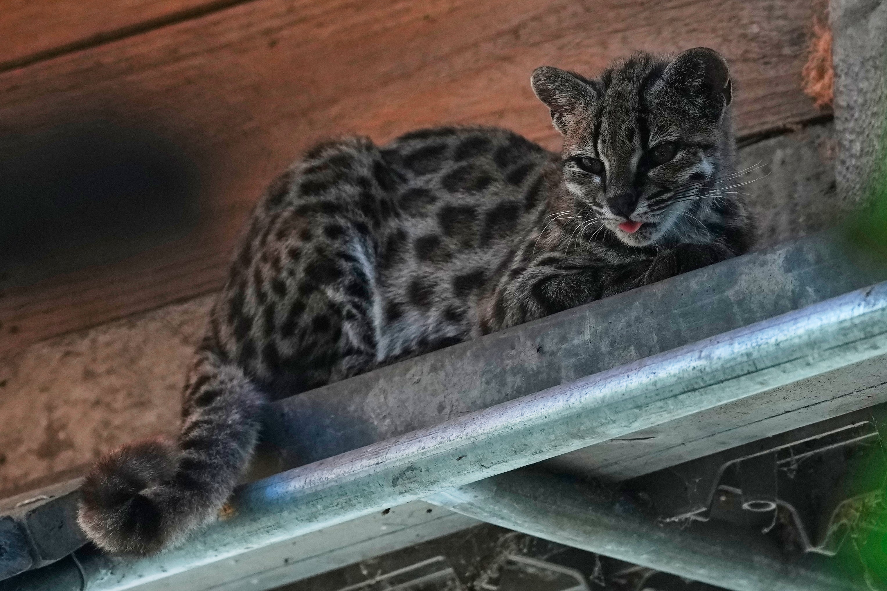 BOLIVIA-NUEVO FELINO