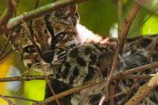 El Tilcayo, el gato silvestre recién descubierto en Bolivia, vive tímidamente en su refugio