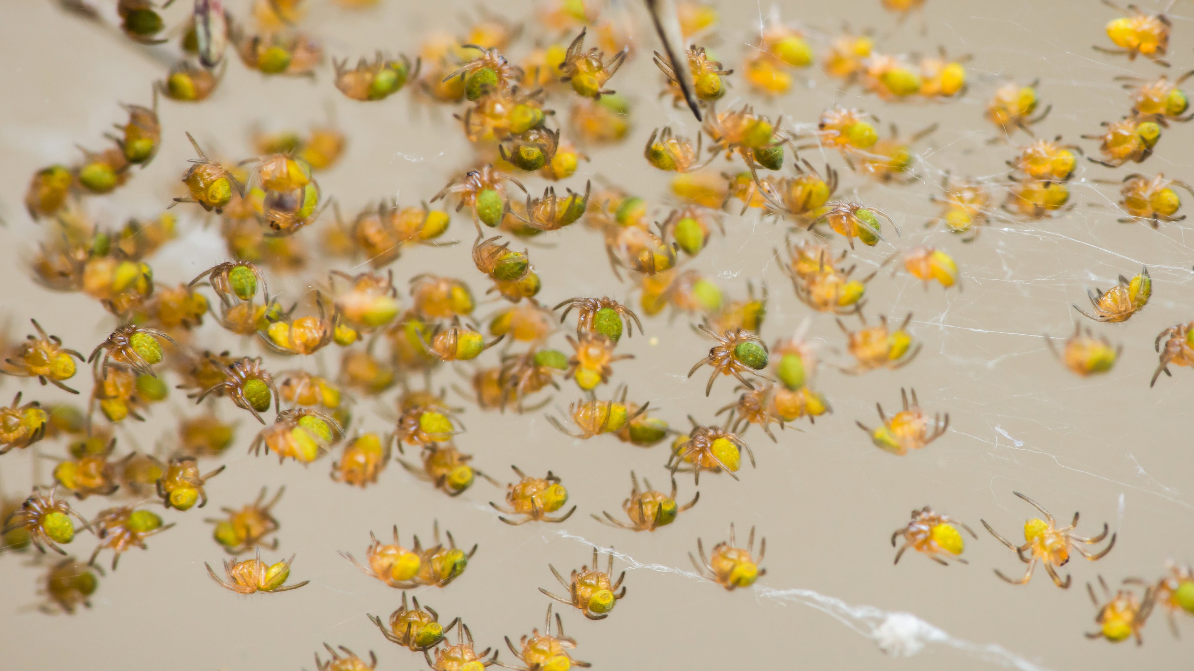 Según los expertos en insectos, septiembre es temporada alta para las crías de araña en Texas, EE. UU.