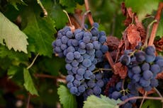 Una amarga vendimia en California: la demanda del vino se desploma en todo el mundo