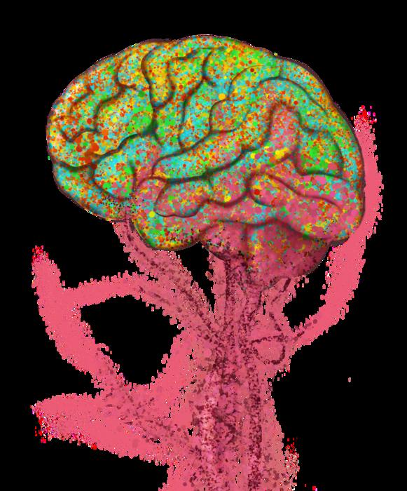 Las células que se originan en la médula ósea pueden desplazarse hasta el cerebro y asumir la función de la microglía, o células inmunes del sistema nervioso central