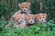 Crías de guepardo del zoológico de Praga están bien después de que su madre enfermó