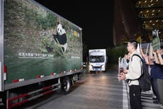 2 pandas gigantes parten hacia el zoológico de Atlanta desde China tras cumbre Xi-Trump