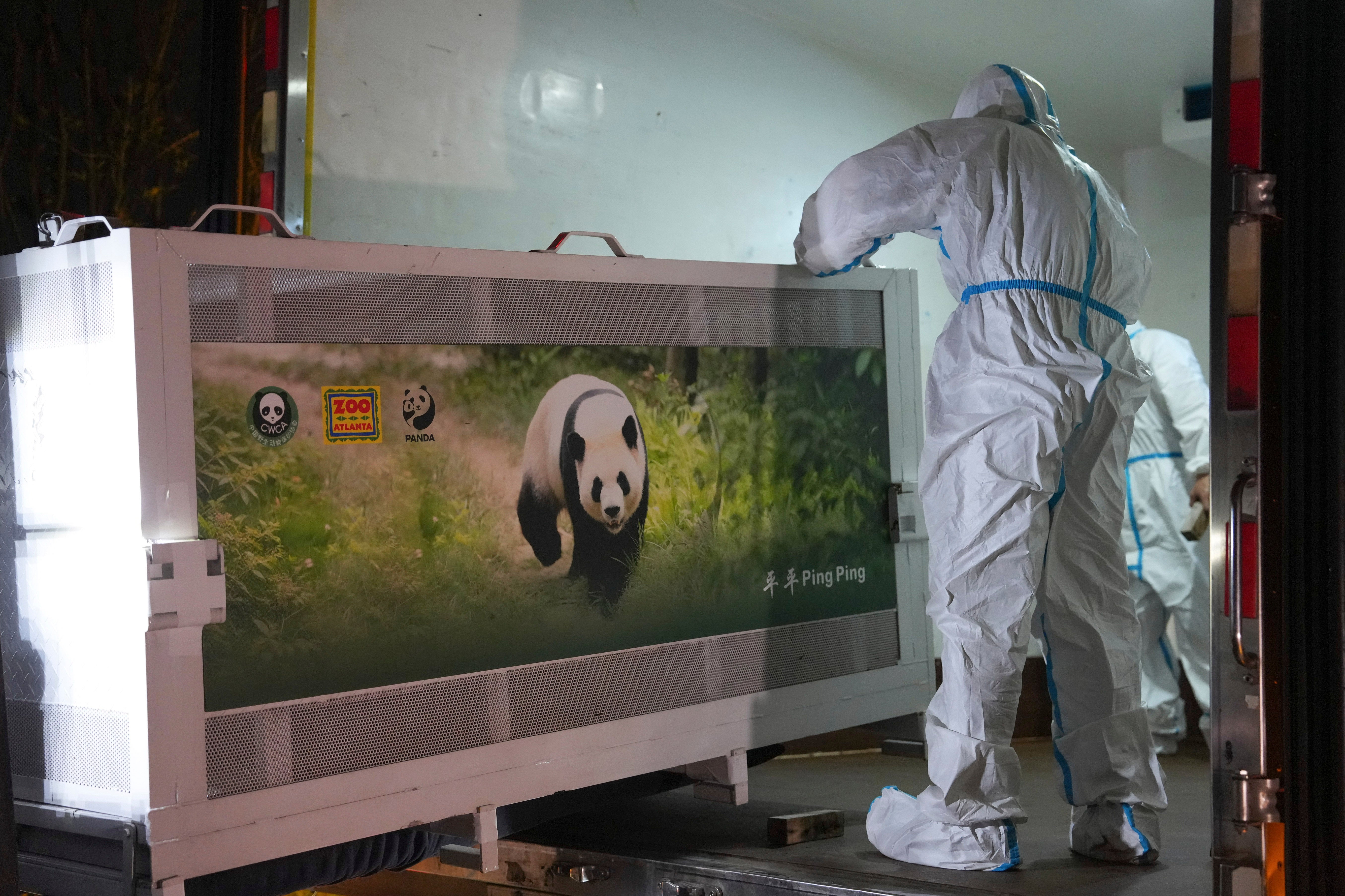 Se dejó que los pandas se acostumbraran a sus jaulas antes de ser transportados