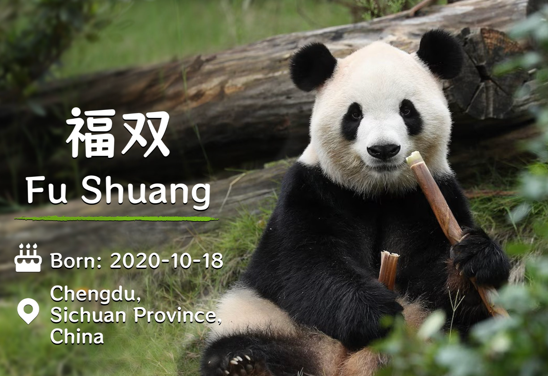 Se dice que Fu Shuang (en la foto) se vuelve loco por la miel