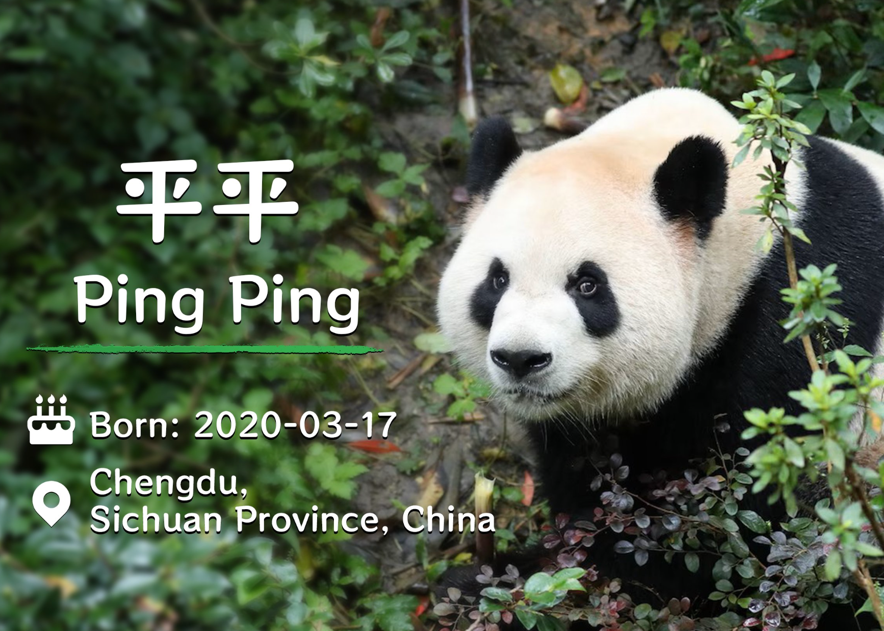 Ping Ping es la mayor de las dos pandas enviadas a Atlanta