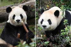 Te presentamos a Ping Ping y Fu Shuang, dos pandas que China prestó a Estados Unidos