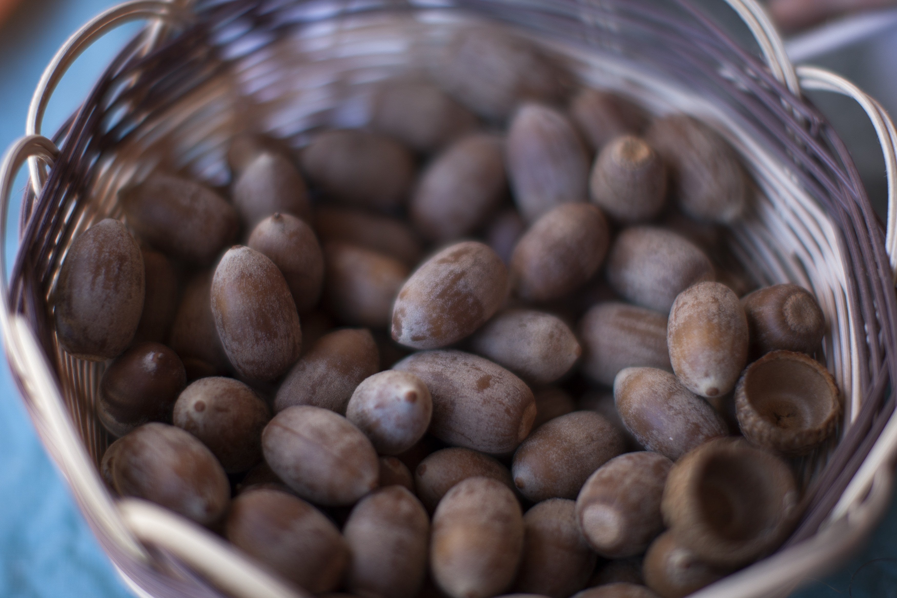 Las bellotas pueden convertirse en harina o incorporarse a postres, a los que aportan un sabor ahumado y terroso