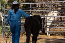 Retirados y rescatados: caballos ancianos pasan sus últimos años en River Thunder Ranch