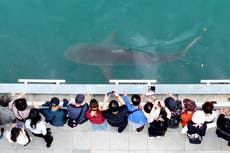 Un enorme tiburón en un canal de Busan despierta entusiasmo entre los surcoreanos