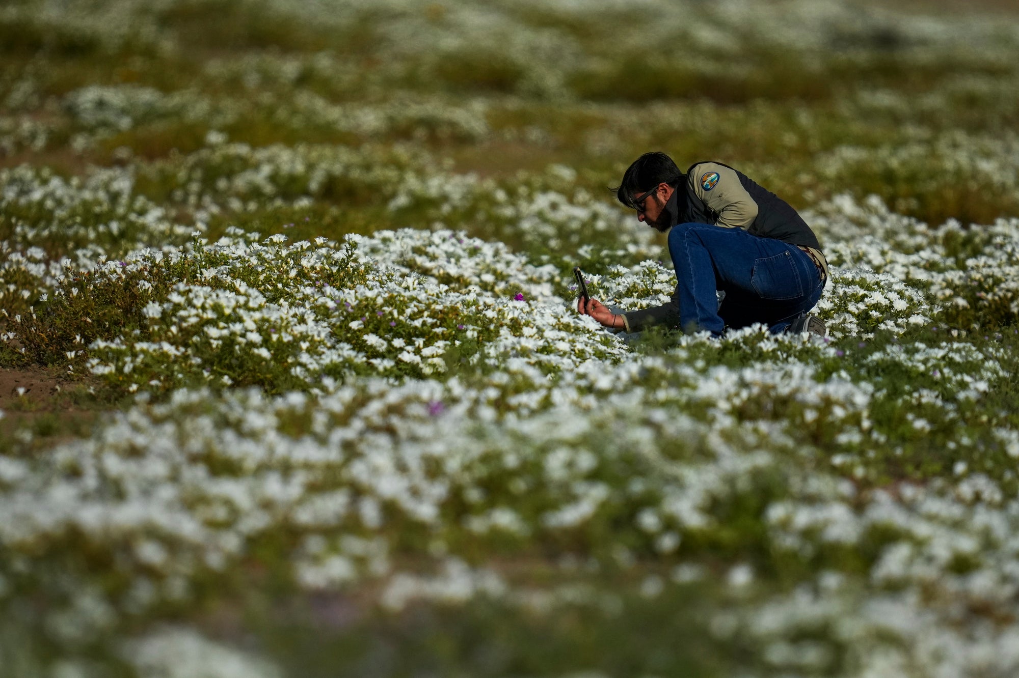 CHILE-DESIERTO FLORIDO