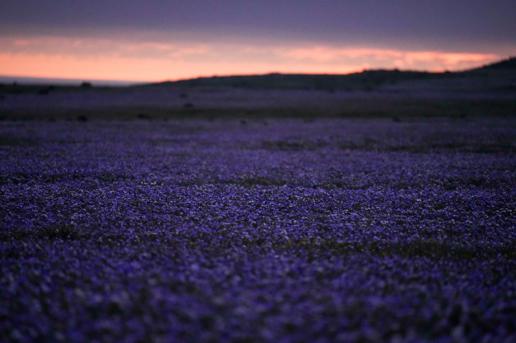 CHILE-DESIERTO FLORIDO