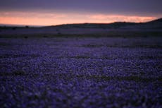 La primavera ya está aquí. En Chile hasta el desierto de Atacama florece