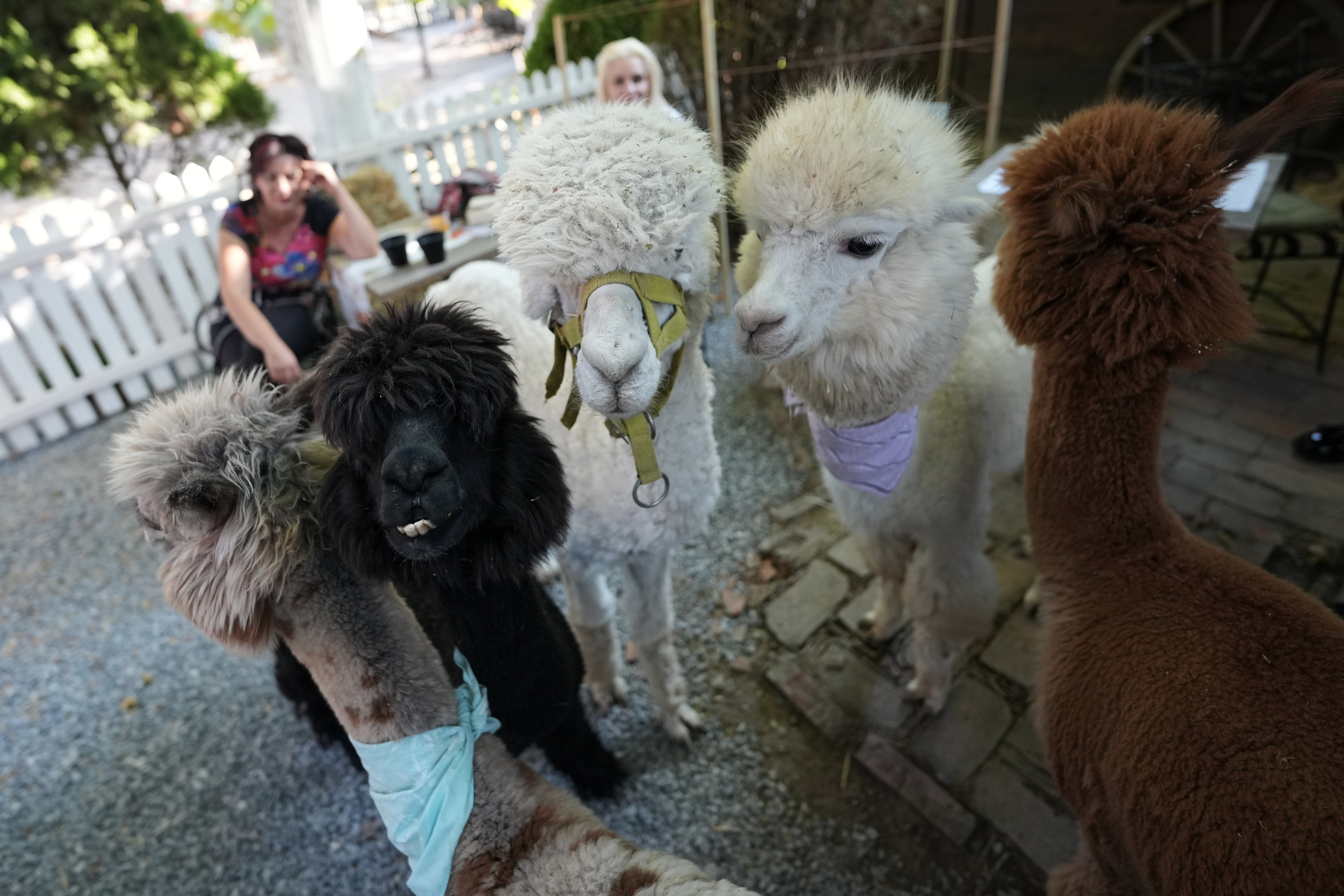 SERBIA-CAFETERÍA-ALPACAS