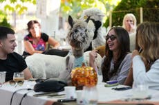 Una cafetería poco común en Serbia ofrece la compañía de alpacas