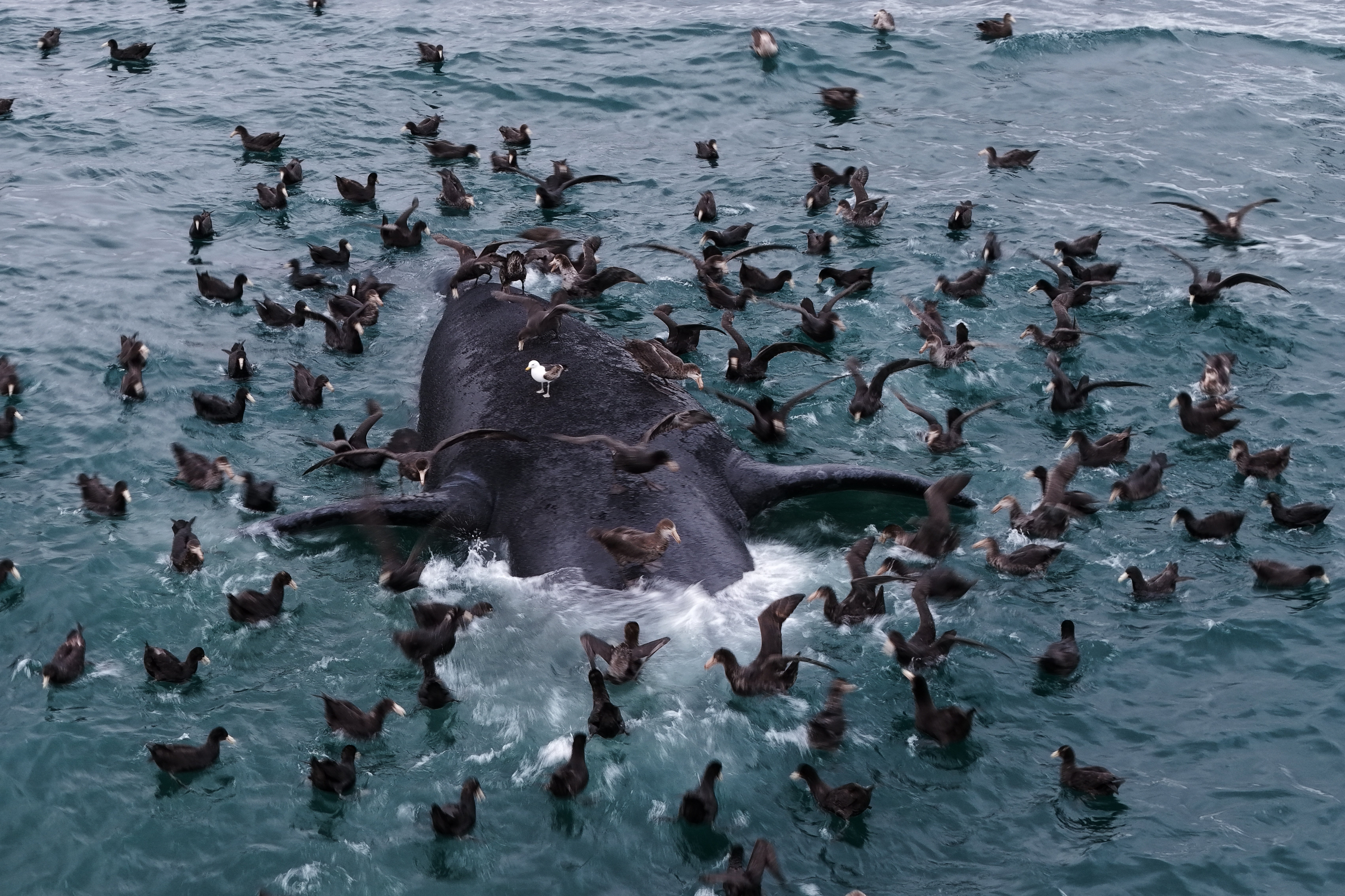 Científicos buscan respuestas a muerte de crías de ballena en costas de Argentina
