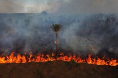 Advierten que avances de la ultraderecha en el Congreso de Brasil amenazan protecciones ambientales