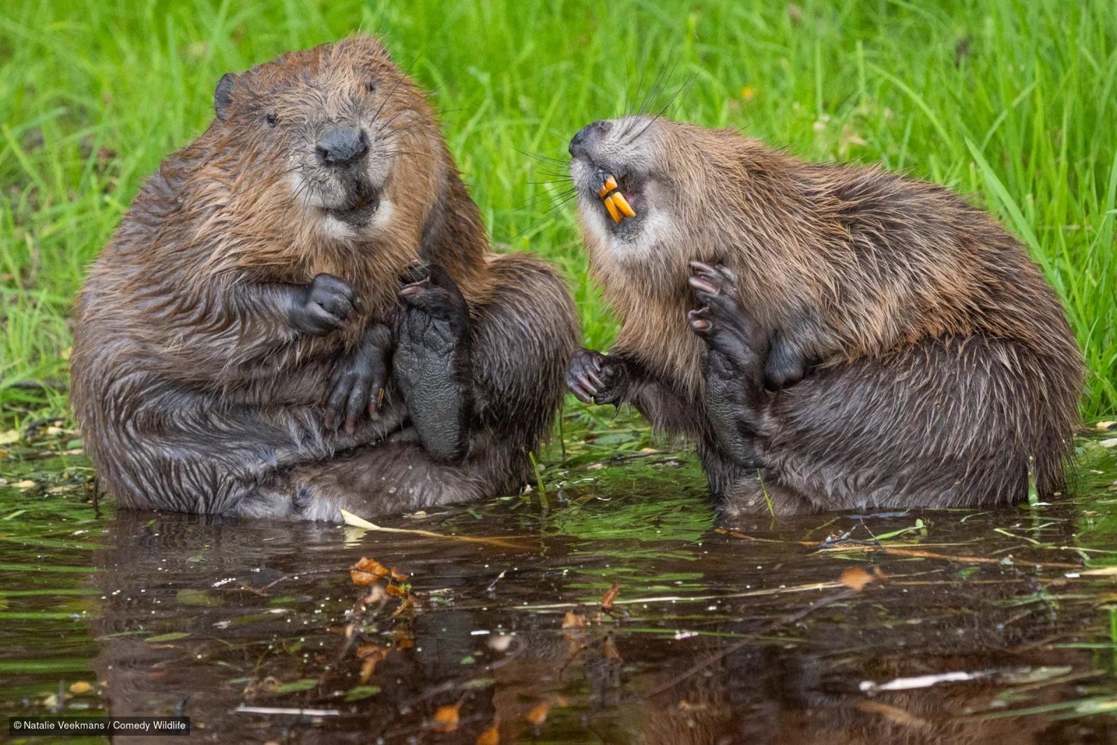 <p>Casi 50 imágenes y nueve videos de mamíferos, aves, reptiles y otros animales han llegado a la final del concurso internacional que utiliza el humor para promover la conservación ambiental</p>
