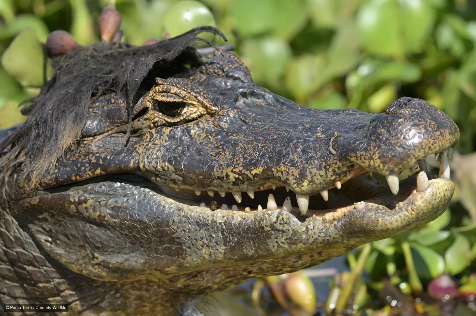 Paul Joynson-Hicks, un fotógrafo de fauna salvaje de África Oriental, puso en marcha el concurso en 2015 tras revisar sus fotos y encontrar varias instantáneas que le hicieron reír