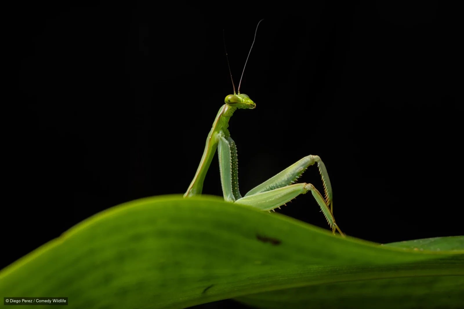 Más de 40 imágenes de mamíferos, aves, reptiles y otros animales han pasado a la fase final del concurso internacional que utiliza el humor para promover la conservación ambiental