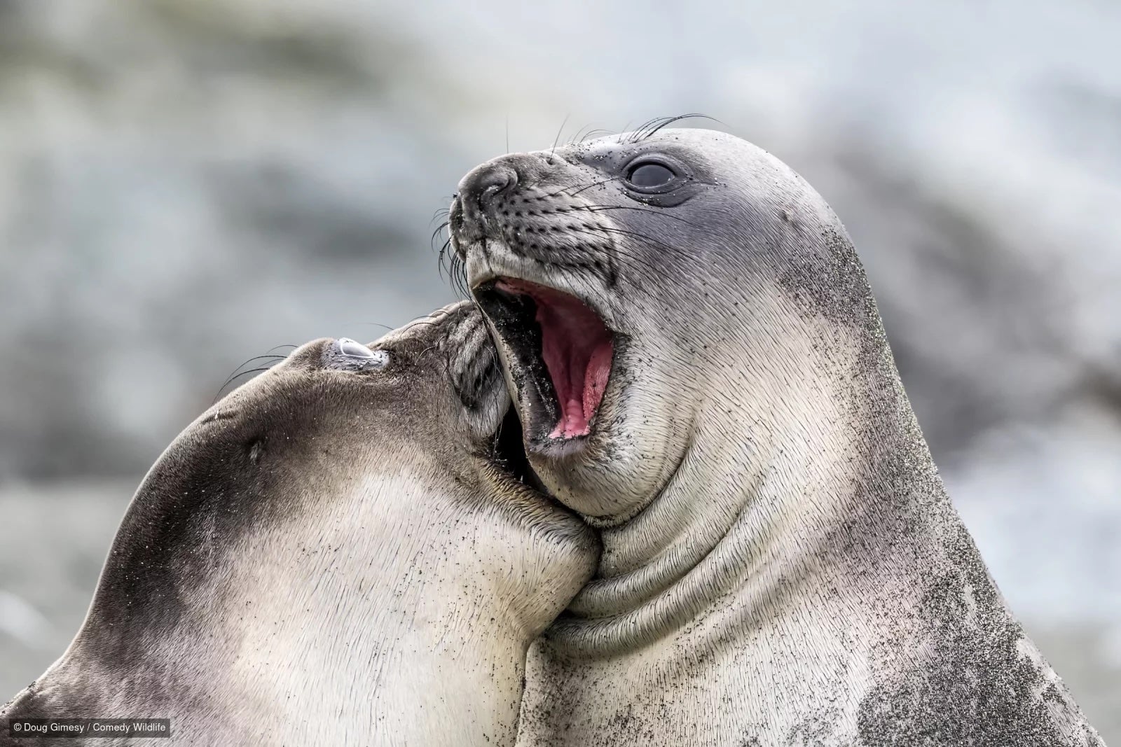 En lugar de emitir un anuncio lacrimógeno sobre animales que sufren para animar a la gente a actuar, el concurso fotográfico utiliza un enfoque más desenfadado para sensibilizar a la población