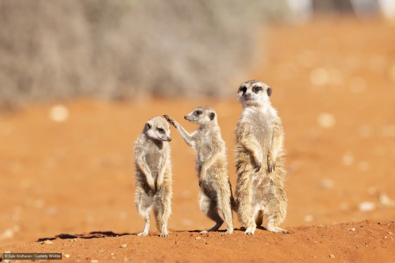 En una de las fotos finalistas, parece que una suricata está a punto de acariciar la cabeza de otra suricata, mientras una tercera observa la escena