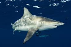 Un nuevo estudio derriba un conocido mito sobre los tiburones