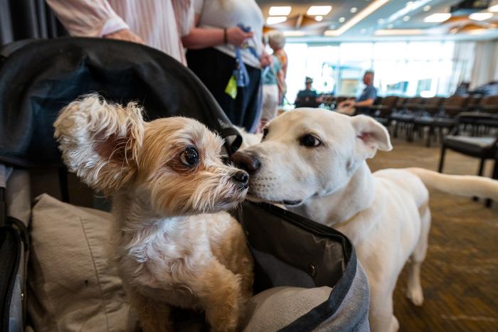 <p>Los investigadores afirman haber descubierto la primera explicación molecular convincente de por qué los perros grandes viven menos tiempo</p>
