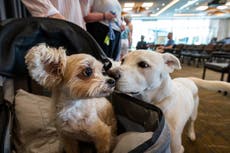 Resuelven misterio de las diferencias de longevidad entre perros grandes y pequeños