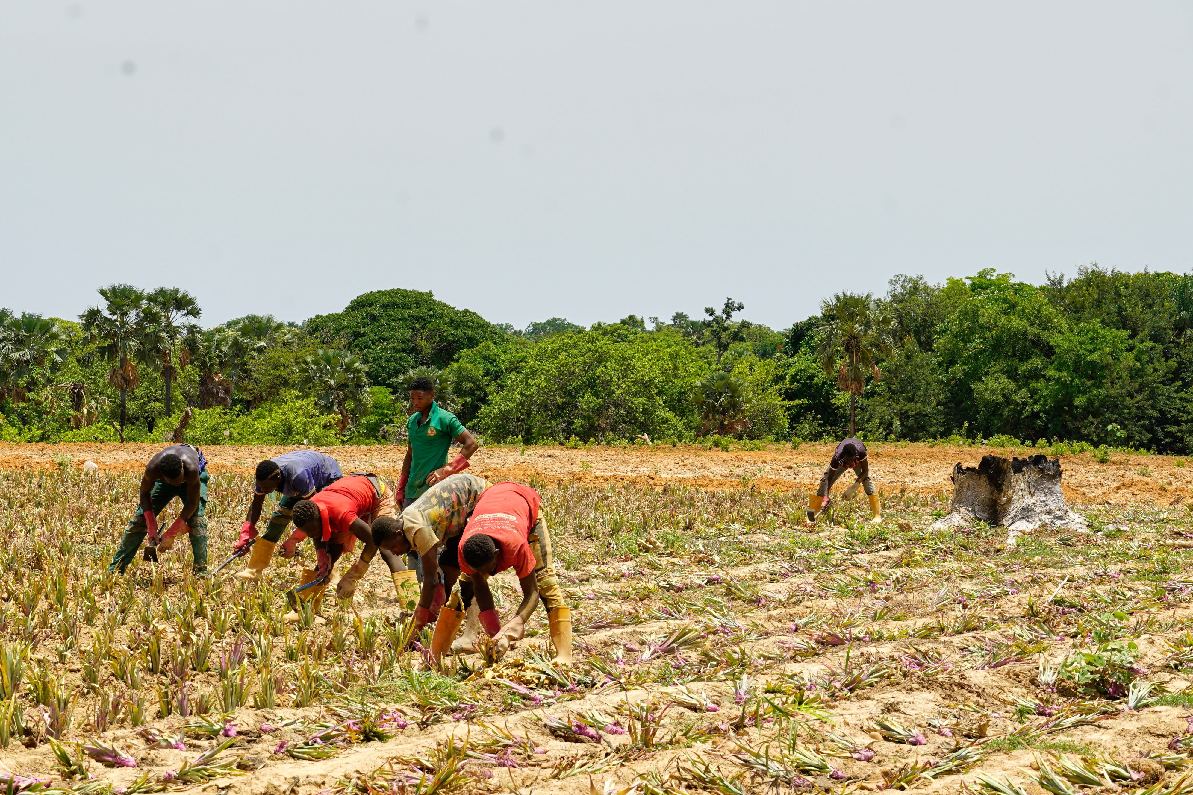 BURKINA FASO-PIÑAS