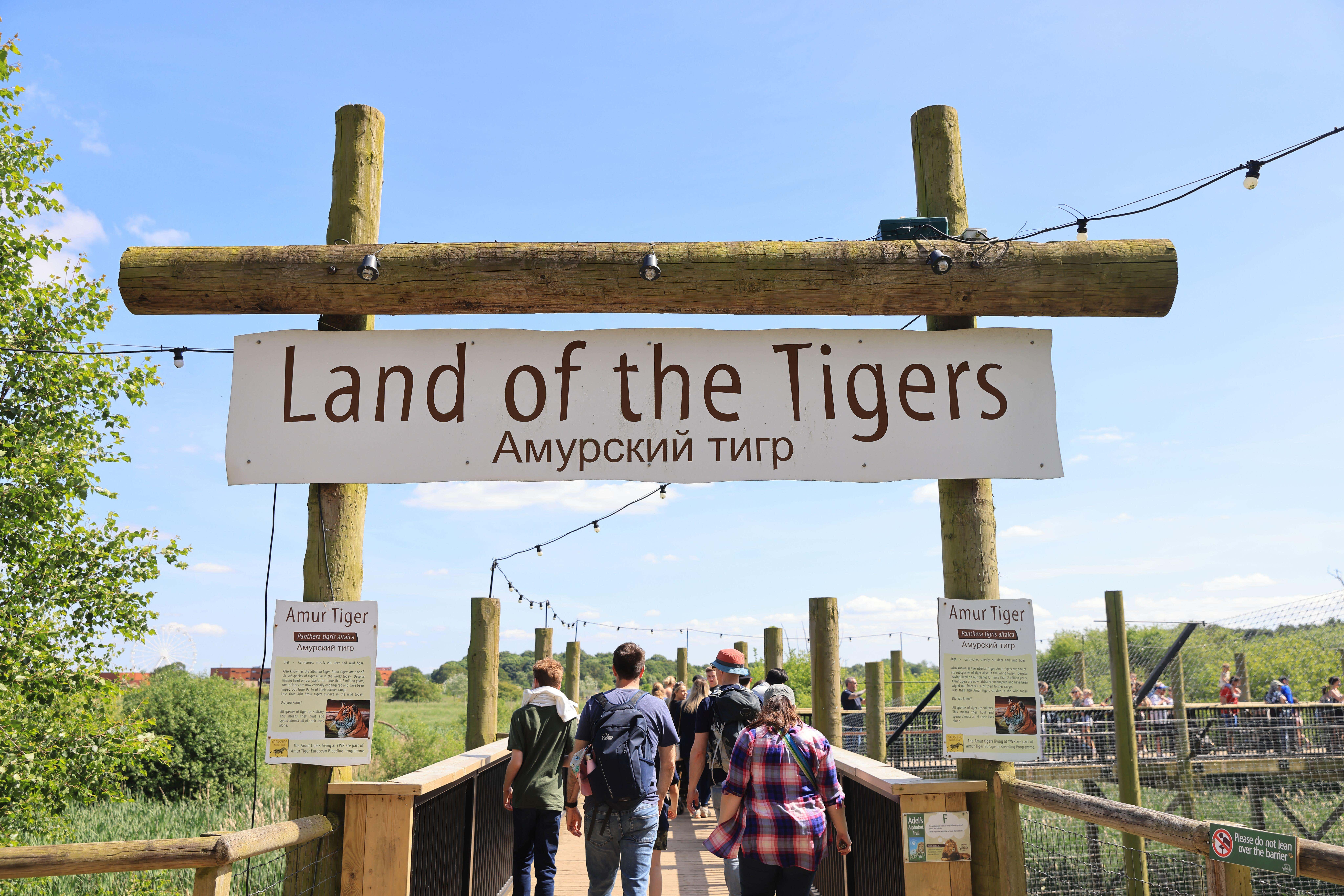 El hombre murió después de entrar al recinto de la atracción “Land of the Tigers”