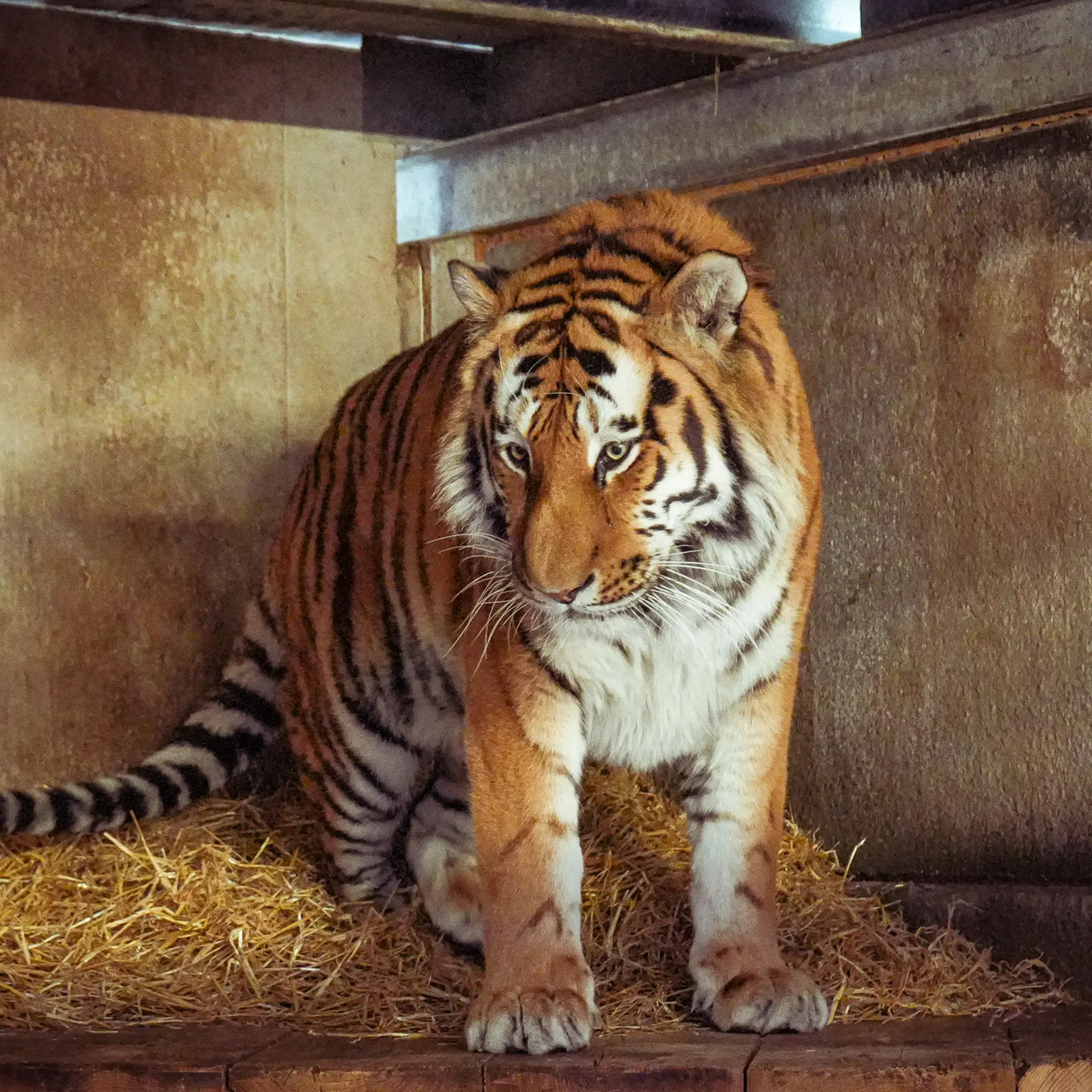 El tigre Altai no será sacrificado tras el ataque, según afirmaron los cuidadores del zoológico