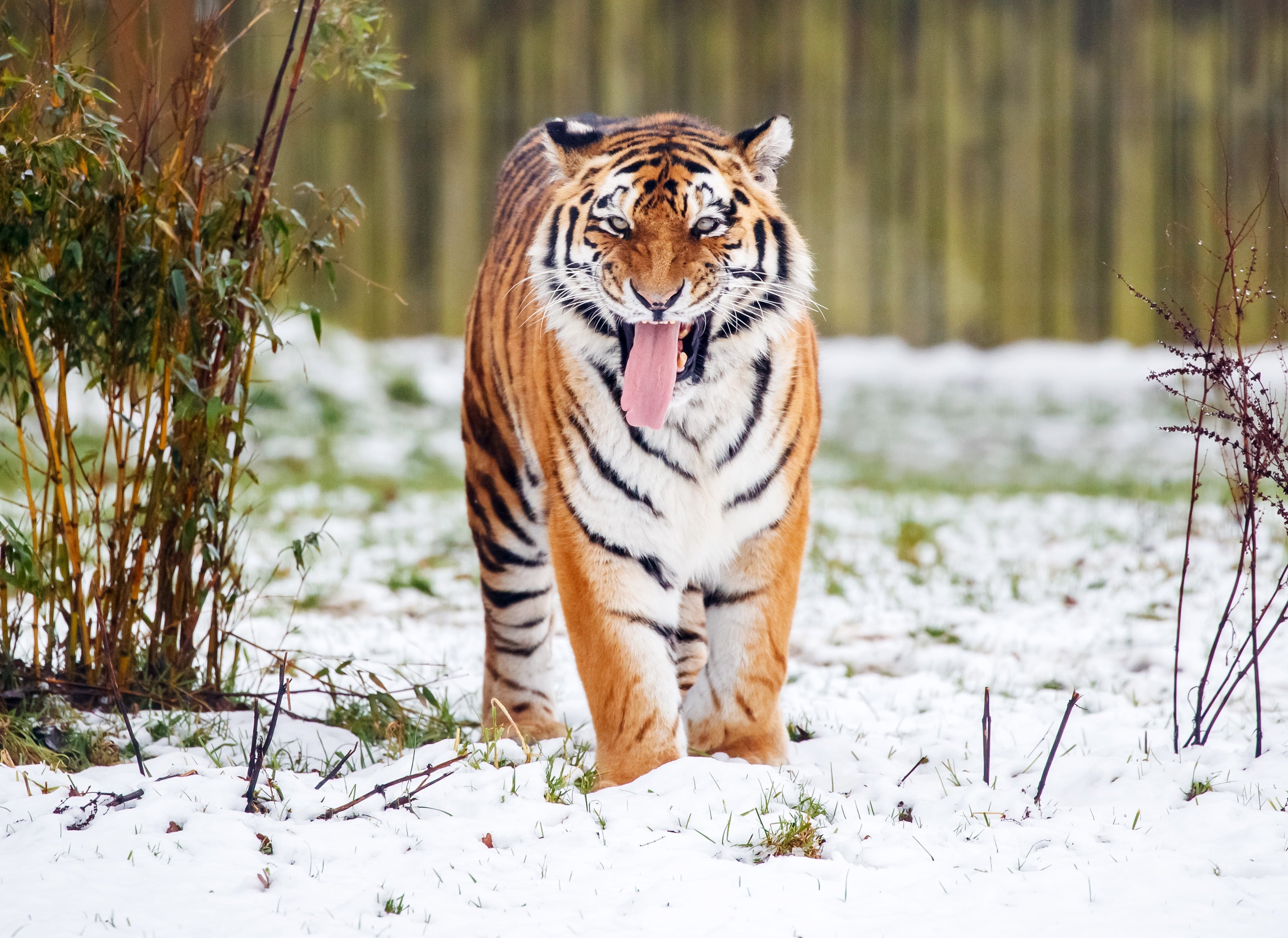 Un hombre murió en un ataque de tigre en Yorkshire: ¿qué pasó?