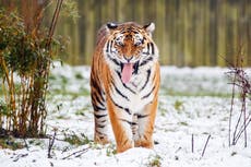 Un hombre murió en un ataque de tigre en Yorkshire: ¿qué pasó?