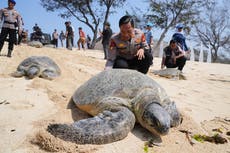 Indonesia devuelve 20 tortugas verdes al mar tras una redada contra el contrabando en Bali
