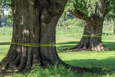 Jueza federal ordena suspender obras en histórico campo de golf de Washington, DC