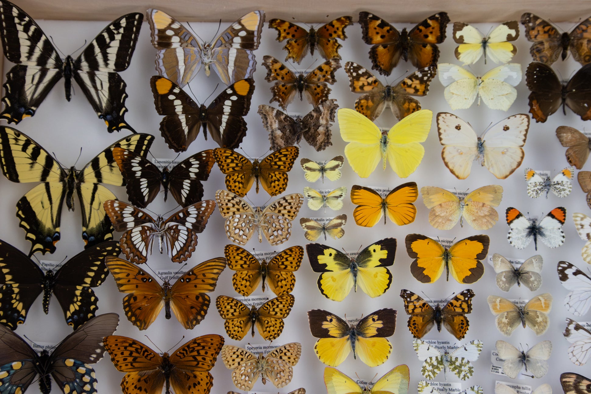 Científico registra especies “perdidas”, ya que EEUU enlista menos especies en peligro de extinción