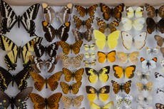 Científico registra especies “perdidas”, ya que EEUU enlista menos especies en peligro de extinción